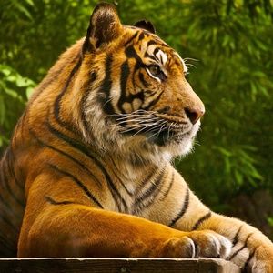 Meet your Posher, Dennis